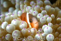 Shooting clown fish always takes some patience to get the... by Cindy Campbell 